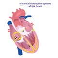 conduction system of the heart.